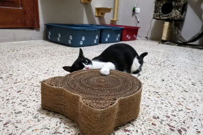 Los gatos reaccionan de maneras distintas ante el catnip. Algunos incluso parecen cazar ratones imaginarios.