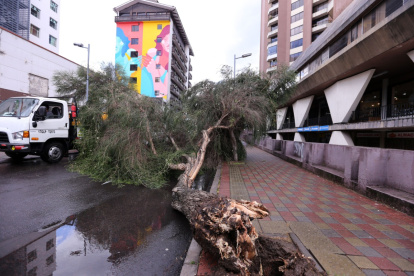 Bloqueo. Un árbol cayó sobre la avenida Diego de Almagro, en el centro.