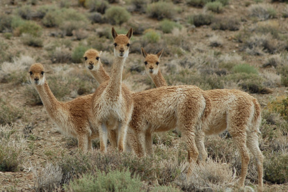 Fotografía a tomada en la región norte la Puna, que muestra un grupo de vicuñas.