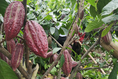 Los productores aún no aprovechan el potencial de CCN-51