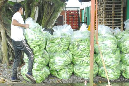 Los bananeros quieren apoyo para la vigilancia fitosanitaria.