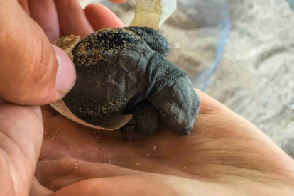 La mayoría de las tortugas nacidas en Esmeraldas pertenecen a las especies Golfina.