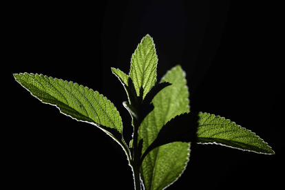 Fotografía de la planta Juanilama el 20 de octubre de 2021, en San José (Costa Rica). Científicos costarricenses detectaron un compuesto en la planta Lippia alba, conocida popularmente como juanilama, que podría contrarrestar células cancerosas gracias a que debilita las células tumorales mientras que al mismo tiempo permite a las células sanas continuar multiplicándose. Expertos en medicina, química, farmacia y productos naturales de la Universidad de Costa Rica (UCR) encontraron en la juanilama cuatro aceites esenciales, de los que uno podría resultar muy eficaz contra el cáncer.