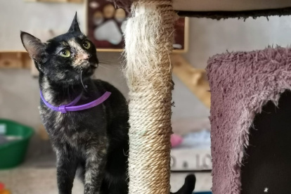 Hay feromonas que se usan en difusores y otras en collares.