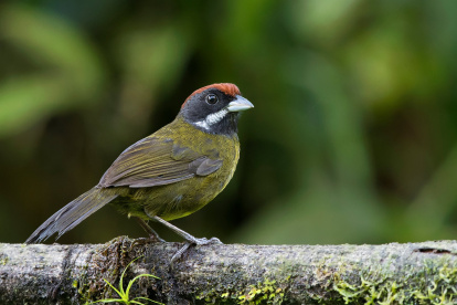 Referencial. Su nombre científico es xanthothorax, que en griego significa "pecho amarillo".
