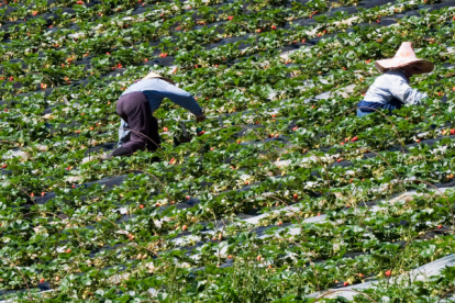 Durante seis meses se dedicarán a recolectar fresa, frambuesa, arándanos, moras y cítricos.