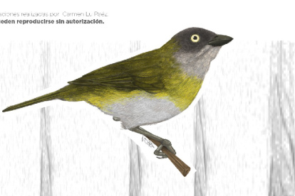 Una gráfica de la subespecie de pinzón, que fue publicada por el Ministerio de Ambiente, Agua y Transición Ecológica en su página web