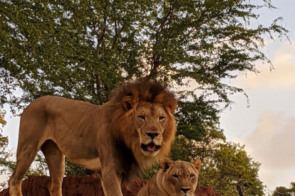 Fotografía divulgada por el zoológico de Honolulu donde aparece el león africano macho Ekundu, de 13 años y que murió por contagio de la covid-19 y la leona Moxy, que dio positivo pero sobrevivió.