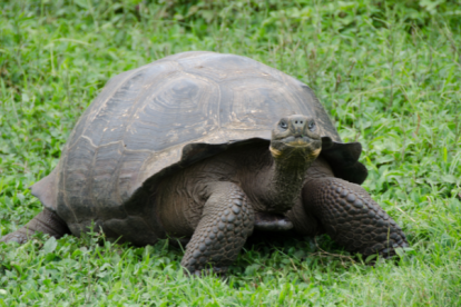 El presidente Lasso llevará a la cumbre de la COP26 un proyecto bandera para las emblemáticas Islas Galápagos.