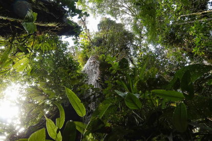 Vista del bosque nuboso Palo Verde, una reserva natural ubicada en el centro de Costa Rica, en una imagen de archivo.