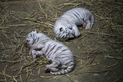 Registro de dos crías de tigre de bengala blanco (Panthera Tigris), en el Zoológico Nacional, en Managua (Nicaragua). Una hembra adulta de tigre de bengala blanco dio a luz a tres crías: dos hembras y un macho.