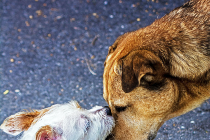 Indicios. Algunos síntomas que determinan que el perro tiene un  problema cardíaco son: la fatiga, la intolerancia al ejercicio o la tos.