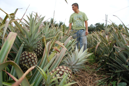 La piña que se cultiva en la provincia del Guayas es para el consumo interno.