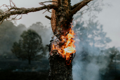 Los incendios forestales serán una constante según estudio.
