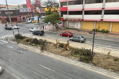 La tala de un árbol en la avenida Benjamín Carrión y Rodolfo Baquerizo Moreno, en la Alborada provocó malestar en moradores.