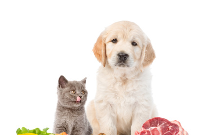 Dieta. Comer rápido no es sinónimo de comer mal. Esta premisa también es válida para los perros.