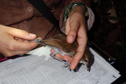 Imagen cedida de la medición de la longitud de las alas de un tororoí campanero (Myrmothera campanisona).