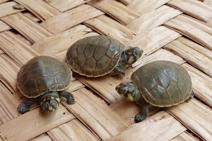 Por favor programar para las 19:15 el banner de inicio con la nota de la previa, para que Henry agarre el hilo desde ahí