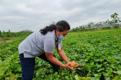El camote es uno de los productos que ha ganado terreno en los mercados internacionales.