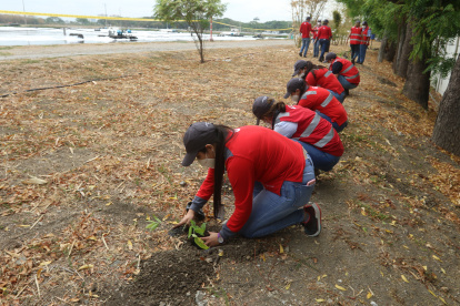 Reforestación. Ayer, Veolia sembró 400 especies de un total de 1.500, que se plantarán dentro de tres meses. En ellas se incluyen plantas y árboles que dan sombra y emanan fragancia (más que otras especies).