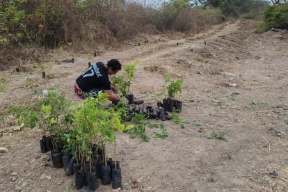 Siembra. Diferentes ciudadanos se sumaron a la jornada, en varias zonas.