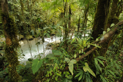 Naturaleza. Los Cedros, ubicado en Cotacachi, tiene 6.400 hectáreas.