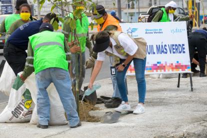 Labor. La última siembra de este año fue en la avenida 25 de Julio.