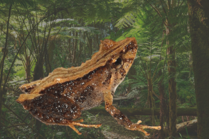 El anfibio fue bautizado con el nombre de "Cutín de Daquilema".