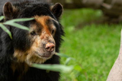 El parque zoológico rindió tributo a Pablo.