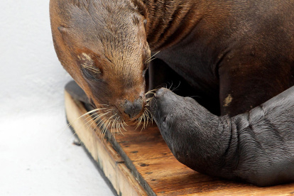 Una hembra de león marino olfatea a su cría en el Oceanográfic de la Ciudad de las Artes y las Ciencias de Valencia.