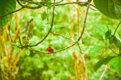 Dos "pájaros brujo" vistos en la Isla Santa Cruz