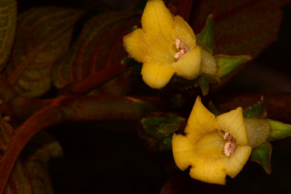Fotografia proporcionada por el Ministerio de Ambiente sobre la planta
