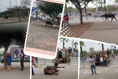 Secuencia de imágenes capturadas por testigos del "paseo" que se dio el animal hasta su captura