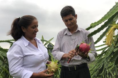 Situación. Armida Carvajal señala que en Los Ríos, el valor por kilo ha decrecido entre el 60 % y 70 %.