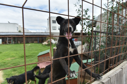 Espera. En los albergues decenas de canes esperan por alguien que les brinde un hogar.