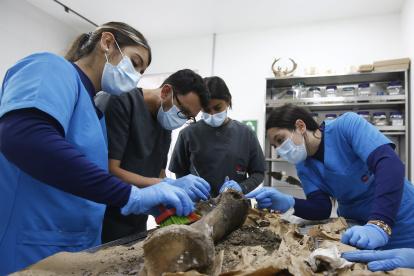 Médicos forenses veterinarios limpian uno de los huesos de las extremidades de la elefanta Leidy