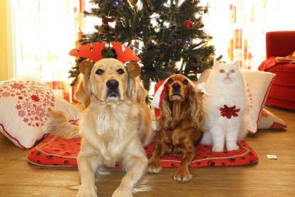 Perros y gatos sufren por igual en estas fechas. Es responsabilidad del dueño cuidar de su bienestar.