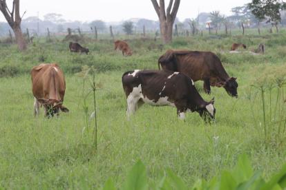 Hacienda. El ganado de Salitre como el resto del país está libre de la enfermedad de la Fiebre Aftosa y así quieren los ganaderos que sigan, sanas.