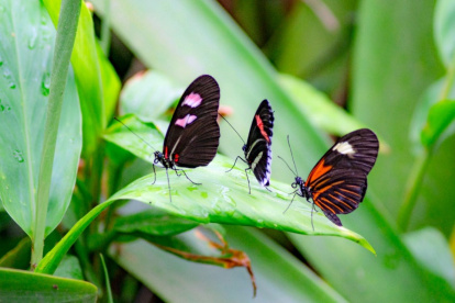 Quito se ha caracterizado por la presencia de varias especies de mariposas que ahora empiezan a escasear.