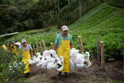ENTREVISTA ANDREA SAENZ E SU FINCA DONDE SE CULTIVA HORTENSIAS PARA EXPORTACION 21 de marzo de 2019 KARINA DEFAS Agencia (ag-expreso ag-extra ag-quito)