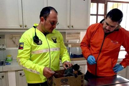 Problema. El tráfico de especies como el mono es un delito recurrente.