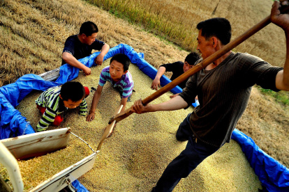 Imagen de archivo de unos trabajadores en un campo de trigo en Jiaozhou (China).