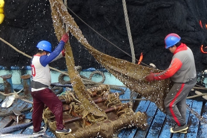 Estos plantados ecuatorianos son los únicos en el mundo de origen 100 % vegetal