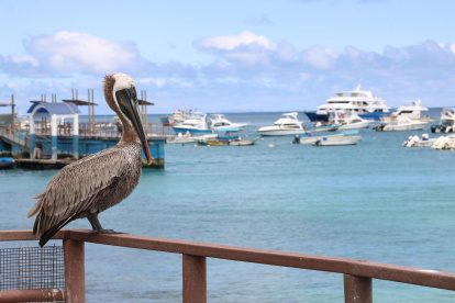 Fotografía de archivo de un pelícano café (Pelecanus occidentalis) mientras se posa sobre una barda en el malecón de la isla San Cristóbal Archipiélago Galápagos (Ecuador).