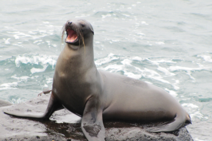 Ecuador oficializa su nueva reserva marina de Galápagos en cita internacional
