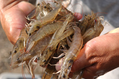 La producción de camarón en Ecuador crece sosteniblemente.