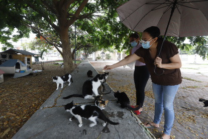 Quienes pasan por el lugar se detienen a jugar con los felinos.