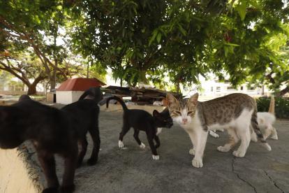 Los gatos callejeros fueron atendidos