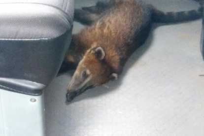 La especie. Quedó en custodia temporal de las autoridades.