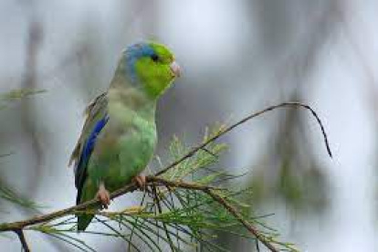 El periquito del Pacífico